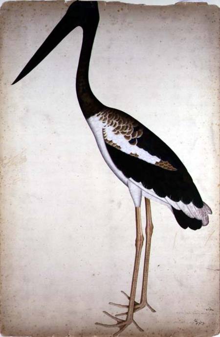 Blacknecked Stork, Xenorhynchus Asiaticus, painted for Lady Impey at Calcutta a Shaikh Zain ud-Din