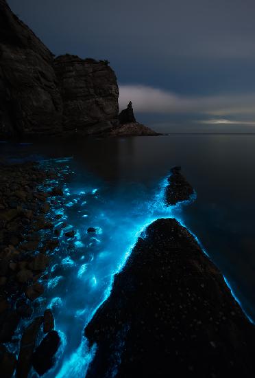 Fluorescent Sea