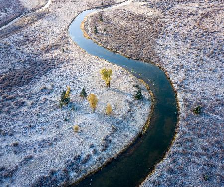 5 Cottonwood trees