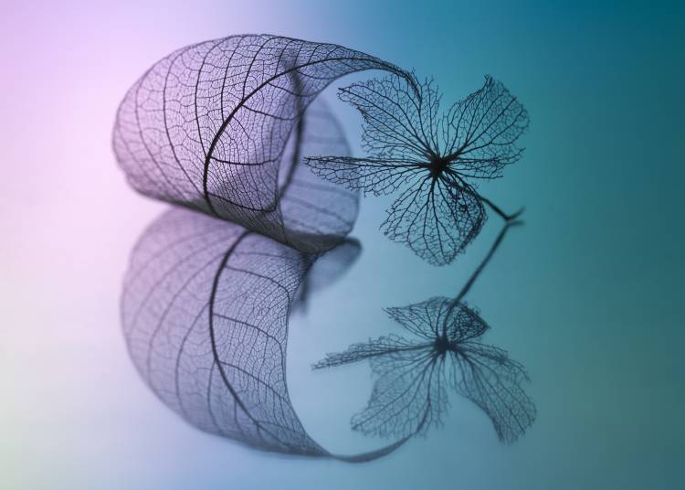Story of leaf and flower a Shihya Kowatari