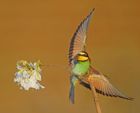 Bee-eater..