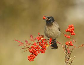 Bulbul with Nandina