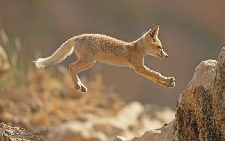 First jump of a Fox Cub