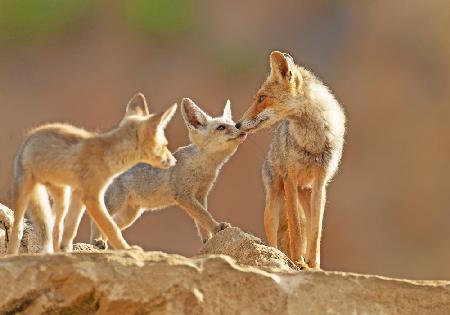 Fox care