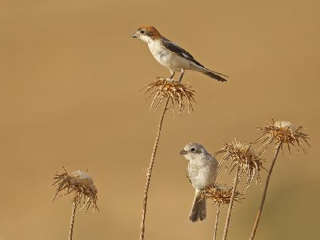 Woodchat Shrike , Grownup and Juvenile