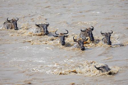 Wild beasts - Mara River