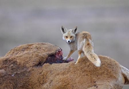 Desert Fox with a carcass