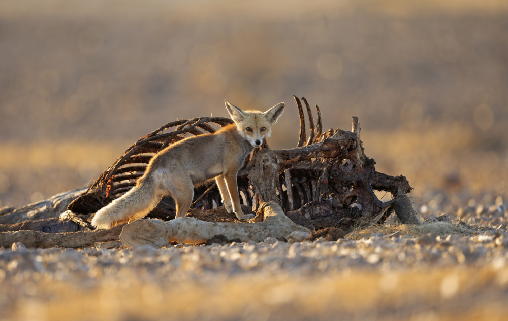 Desert Fox and a Carcass a Shlomo Waldmann