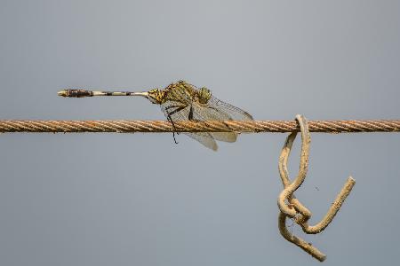 Dragonfly on a wire