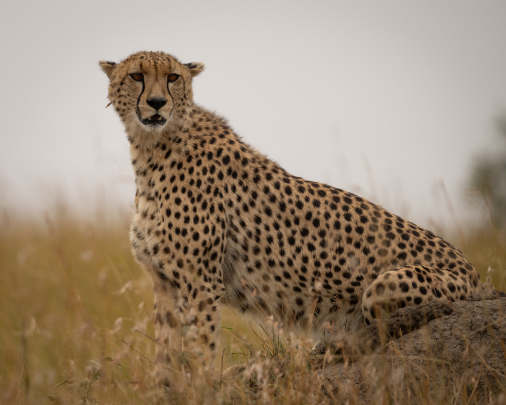 Cheetah ..Mara triangle a Shobhit Chawla