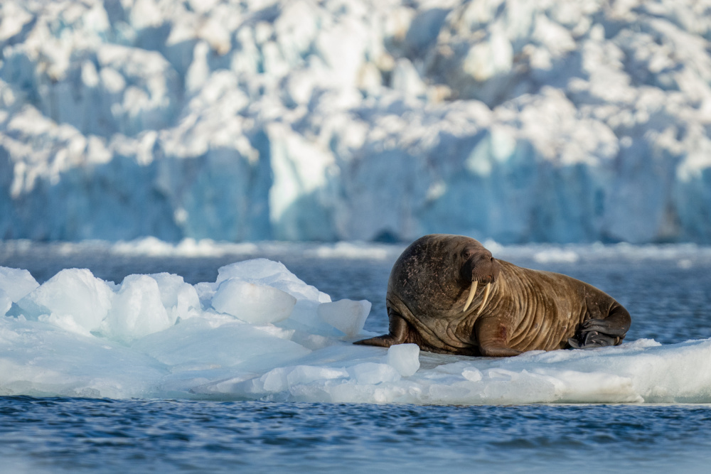 Svalbard .. Mr Walrus on ice throne.. a Shobhit Chawla