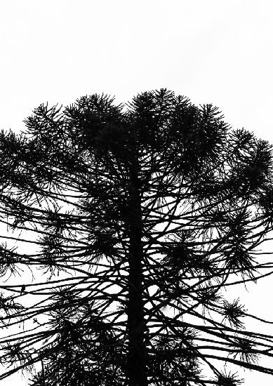 Monkey Puzzle