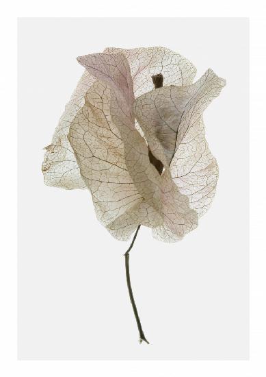 Bougainvillea Study No1