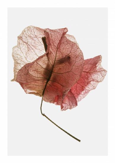 Bougainvillea Study No8