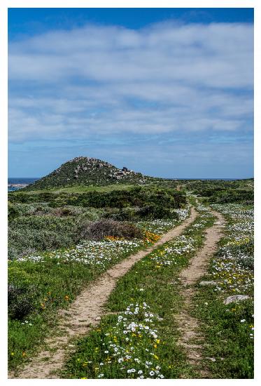 Daisy Path