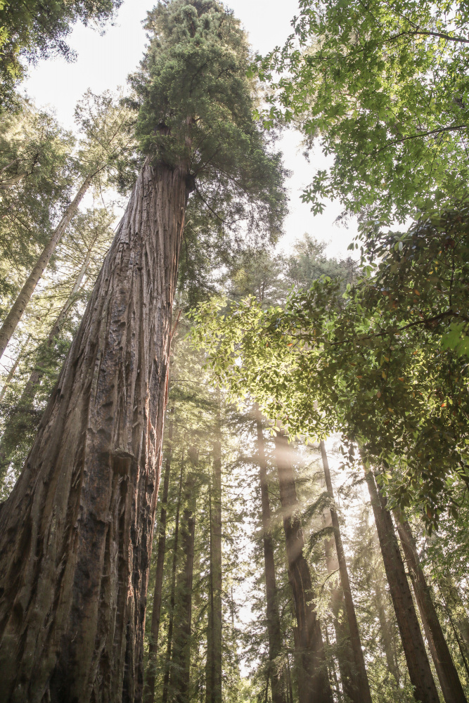 Redwoods a Shot by Clint