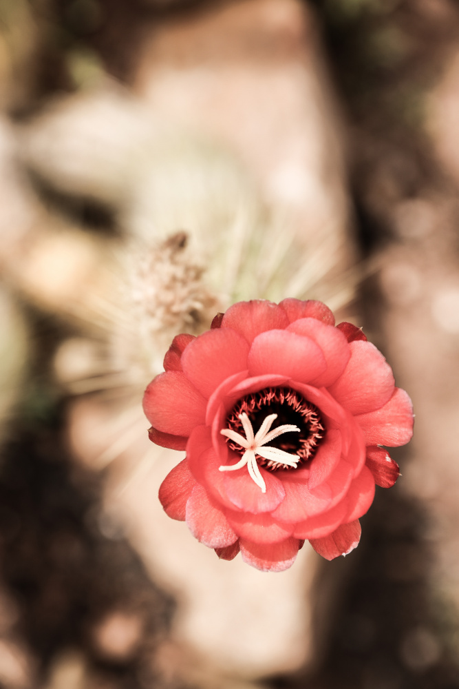 Desert Bloom a Shot by Clint