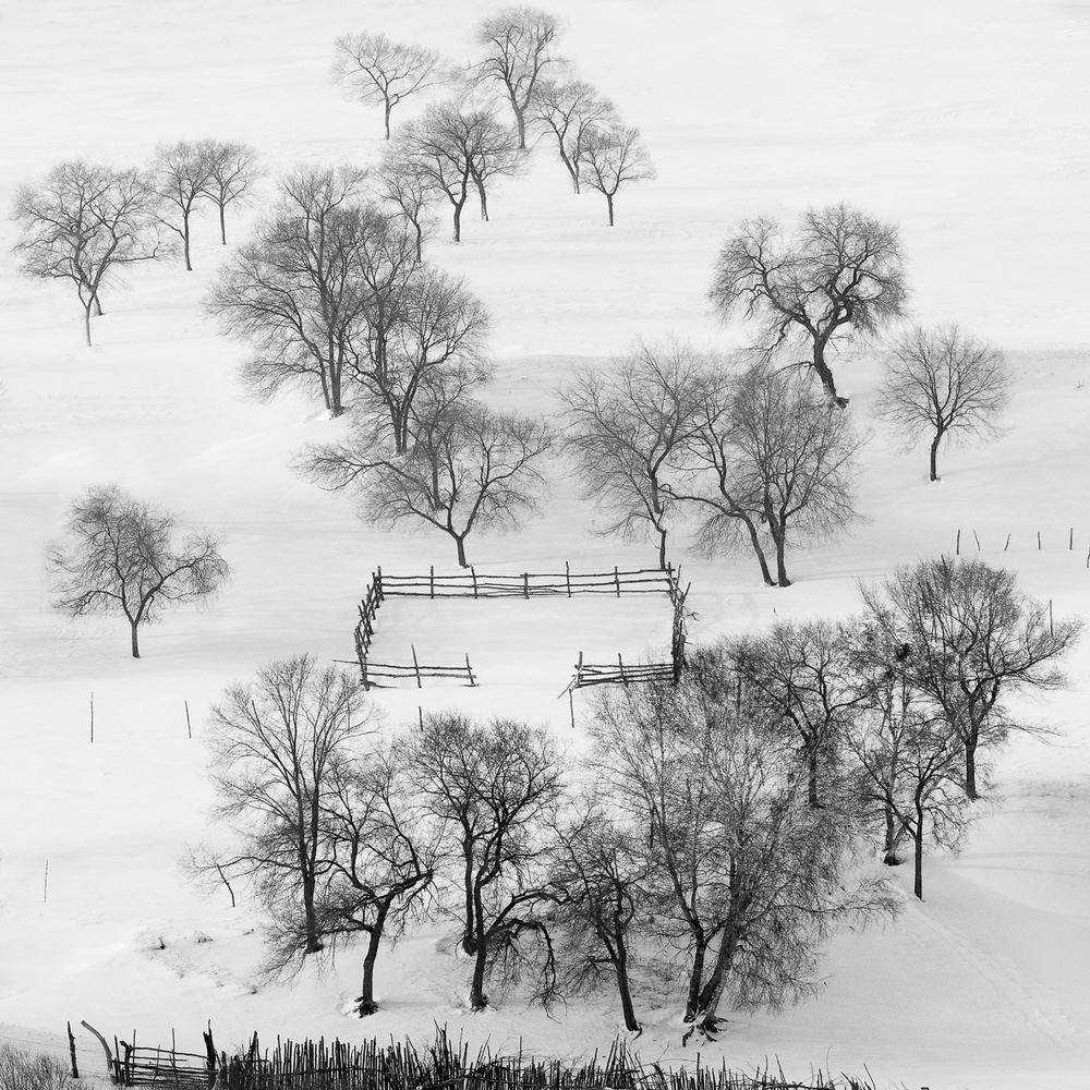 Black and white world, quietly waiting. a Shu-Guang Yang