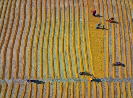 Work in progress in a rice mill