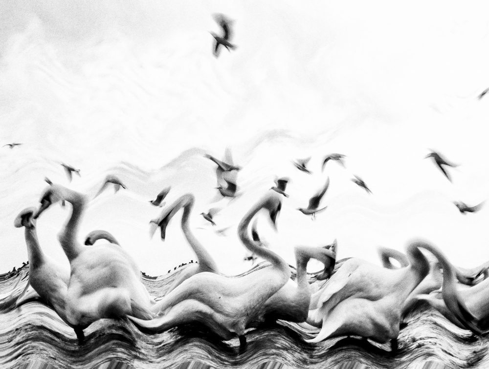 Swans waves a Silvia Dinca
