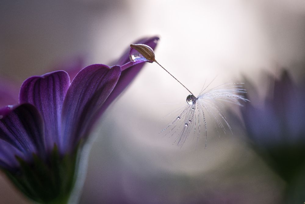 Purple rain a Silvia Spedicato