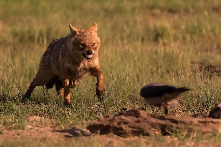 Golden jackal