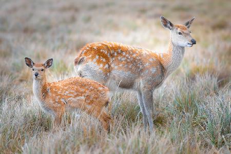 Sika deer