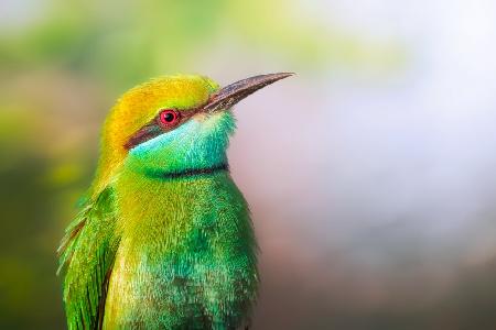 Little Bee-eater