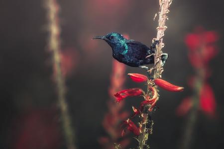 Sunbird