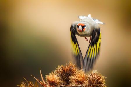 Goldfinch