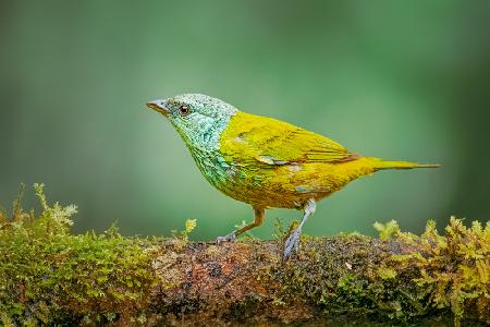 Blue-capped Tanager