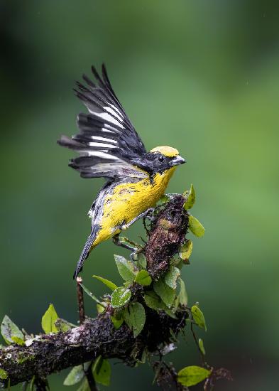 Thick-billed Euphonia