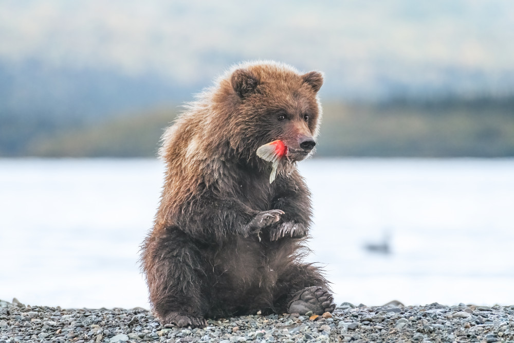 A bear cub and its yummy sockeye salmon tail a Siyu and Wei Photography