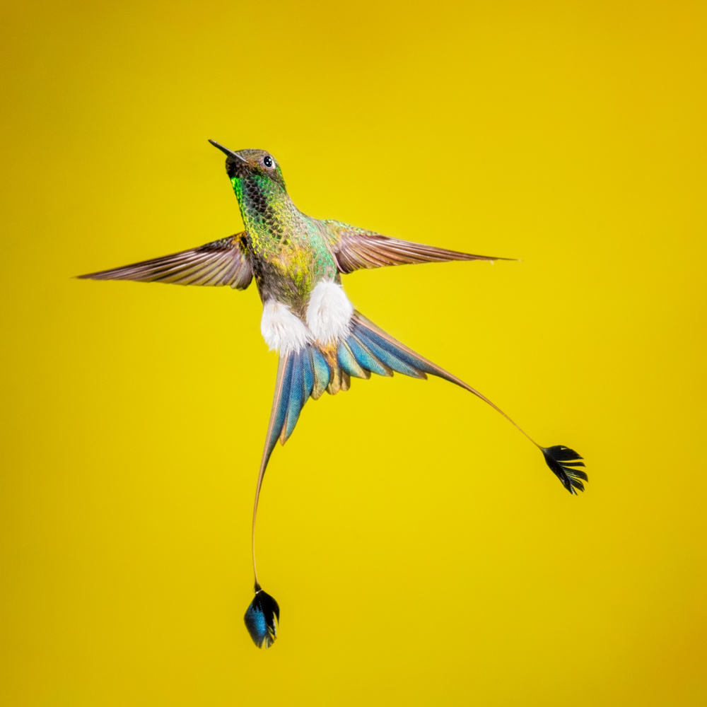 Booted rock-tail a Siyu and Wei Photography