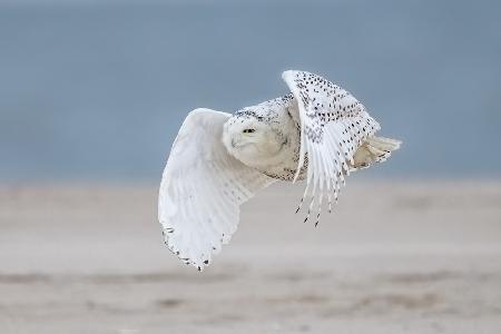 Snowy owl at beach