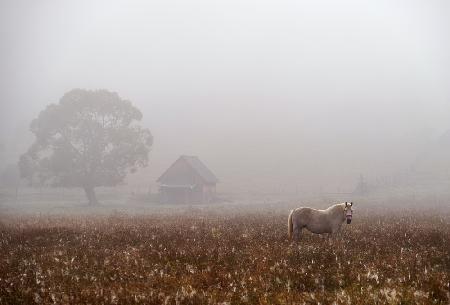 morning fog