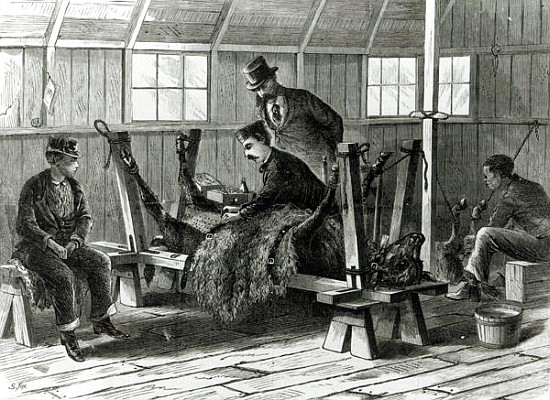 Taking virus from the calf, illustration from ''Harper''s Weekly'' in 1872 a Stanley Fox