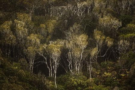 Dark Forest