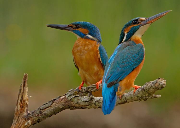 Kingfisher (Alcedo atthis) a Stefan Benfer