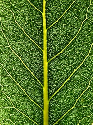 laurel leaf a Stefan Grötsch