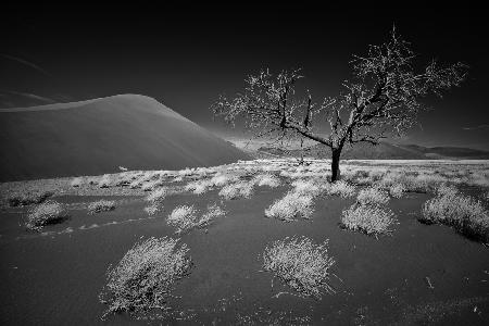 Desert tree