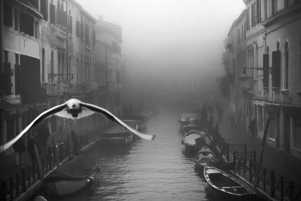 Seagull from the mist a Stefano Avolio