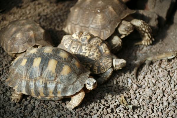 Schildkröten a Steffen Breyer
