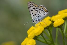 Schmetterling auf Blüte