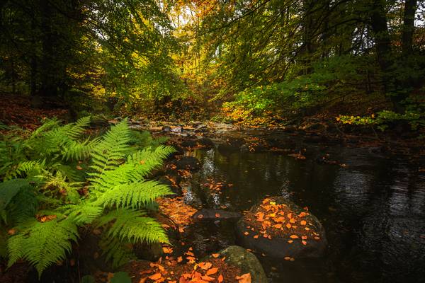 Autunno nell\'Harz a Steffen  Gierok