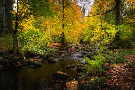 autunno in riva al fiume