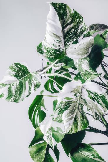 Monstera Variegata