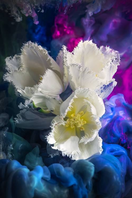 Tulipani bianchi a Steffen  Gierok