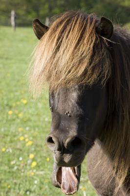 Müdes Pferd