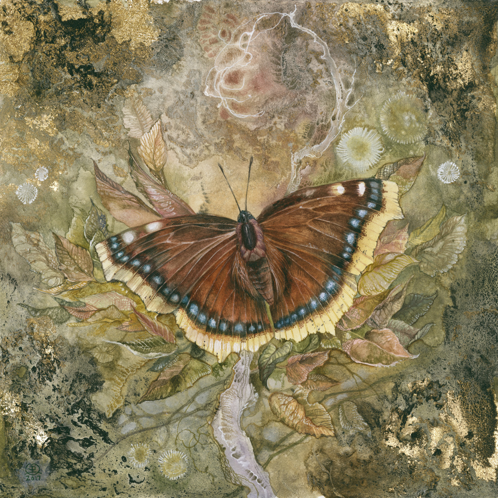 Mourning Cloak Butterfly a Stephanie Law